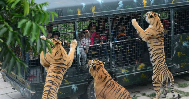 tiger safari in china